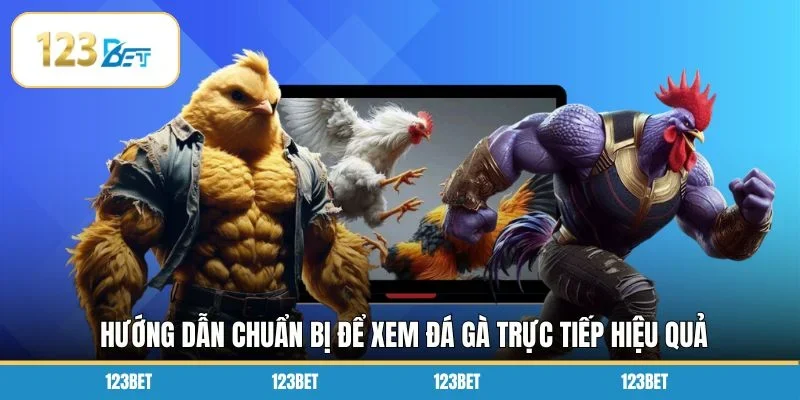 Hướng dẫn chuẩn bị để xem đá gà trực tiếp hiệu quả